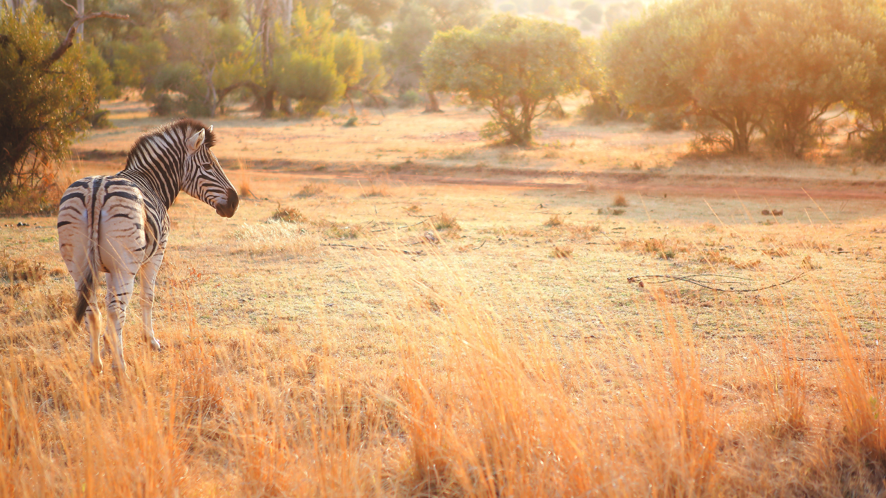 ubelong-trips-south-african-zebra